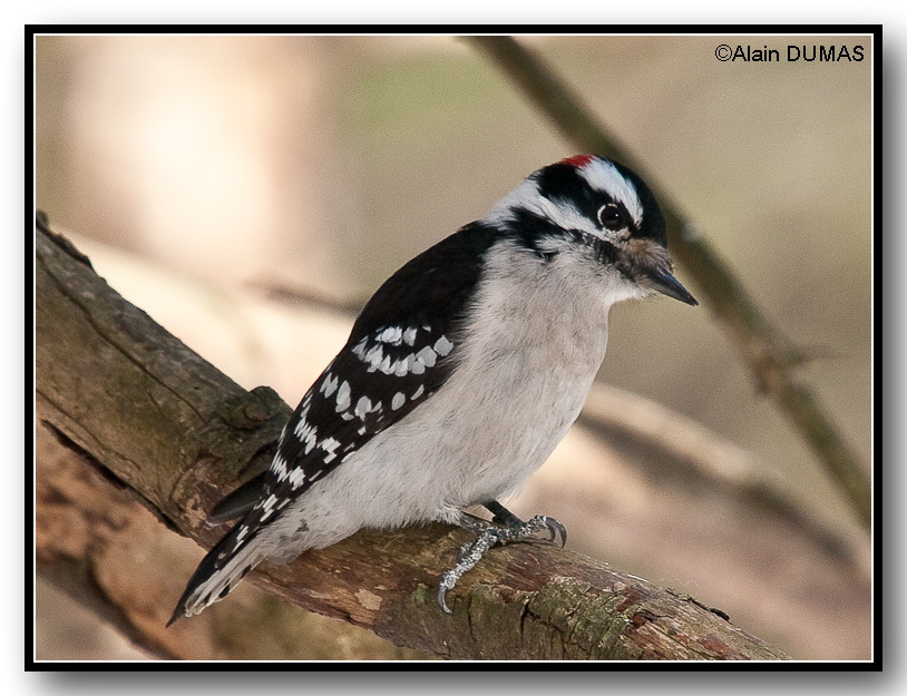 Pic Mineur Mle - Male Downy Woodpecker