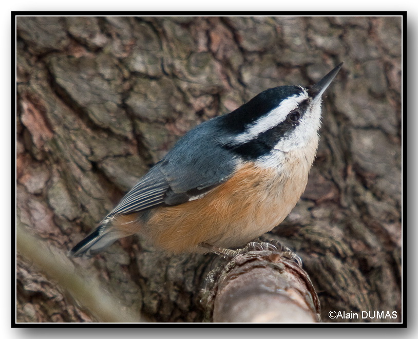 Sitelle  Poitrine Rousse Mle - Male Red-Breasted Nuthatch