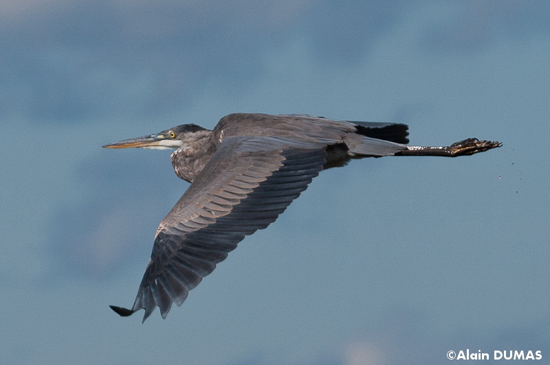 Grand Hron - Great Blue Heron