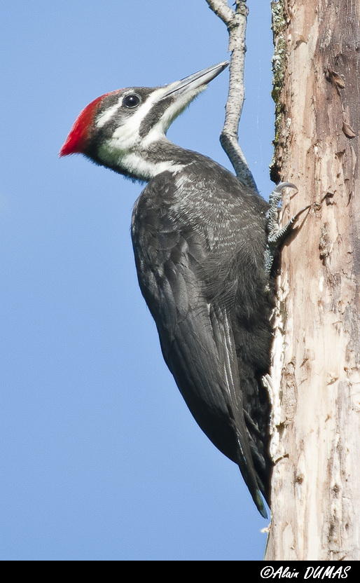Grand Pic femelle juvnile - Female Juvenile Pileated Woodpecker