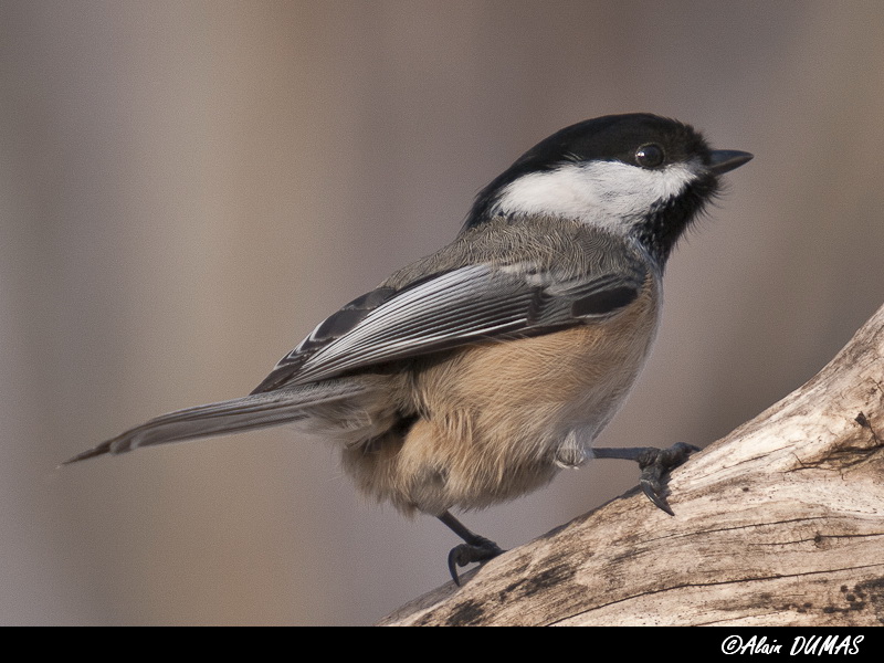 Msange  tte noire - Black capped Chickadee