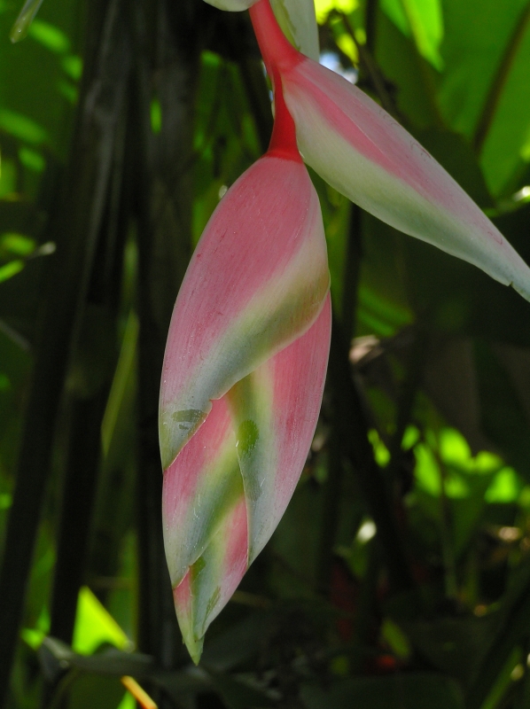 Heliconia