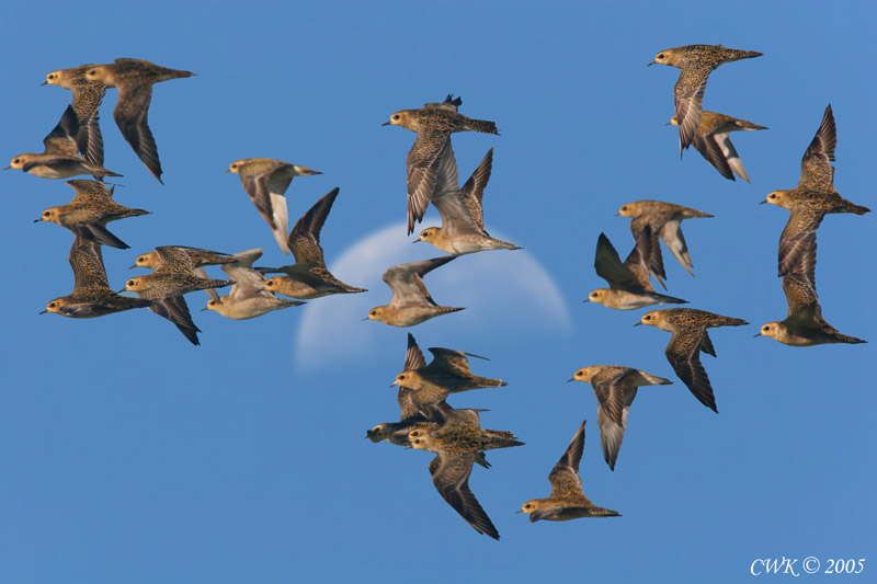 Pacific Golden Plover Flock Over Moon (PS)