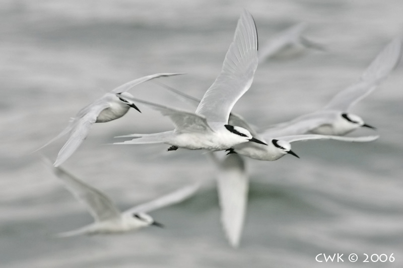 Imagery of Speed