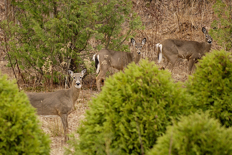 Deer.jpg
