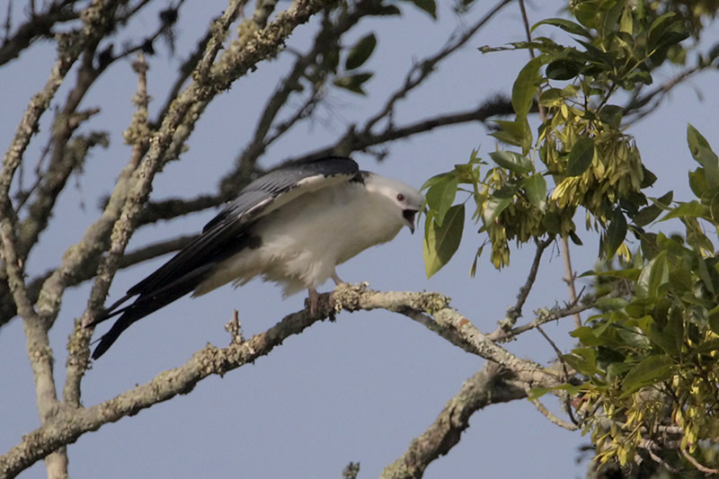 Swallow-tailed Kite