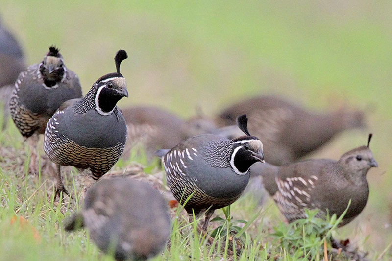 California Quail Running from Traffic