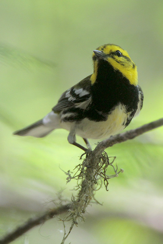 Black-throated Green Warbler