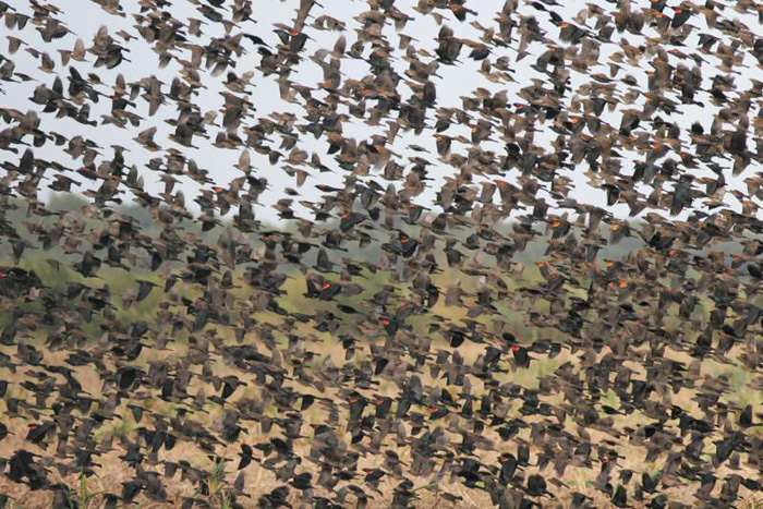 Red-Winged Blackbird Flock