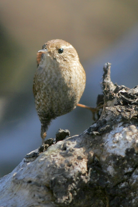 winter wren 