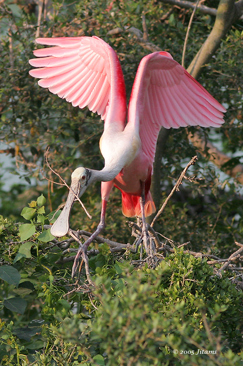 Roseate Spoonbill