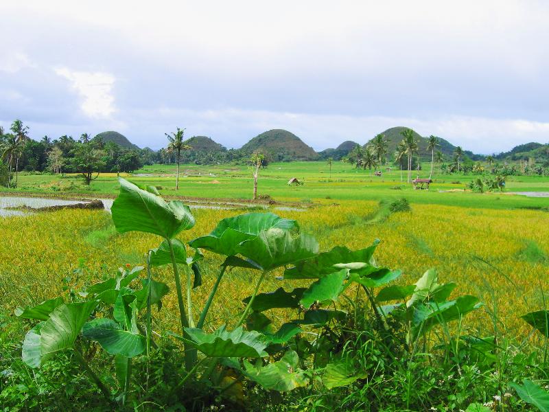 Bohol