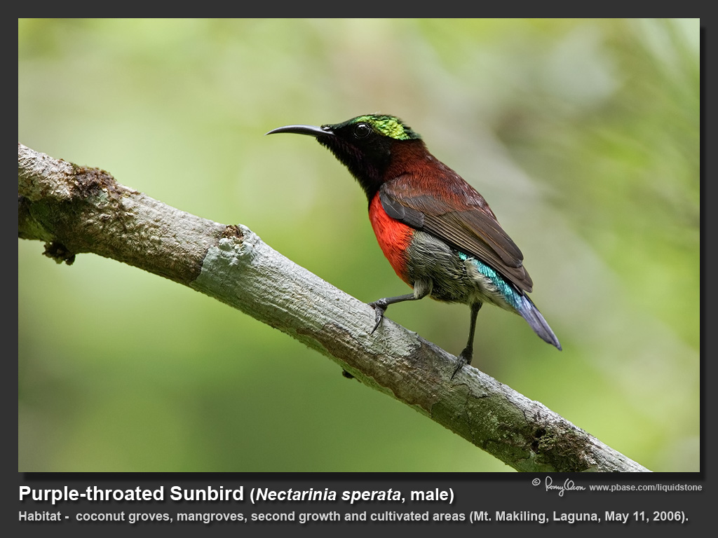 Purple-throated_Sunbird-IMG_0023