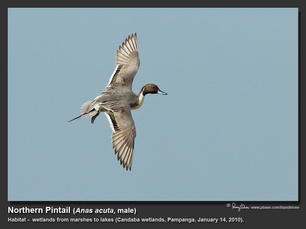 Northern_Pintail-IMG_2125