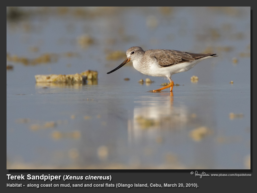 Terek_Sandpiper-IMG_4624