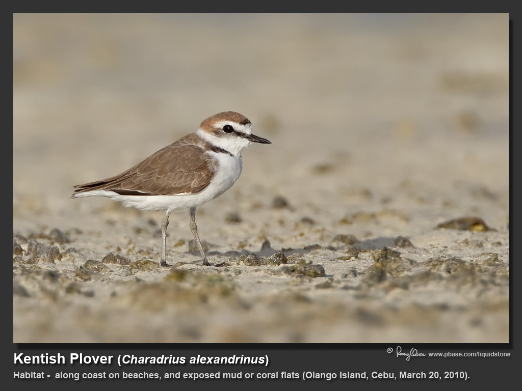 Kentish_Plover-IMG_4654