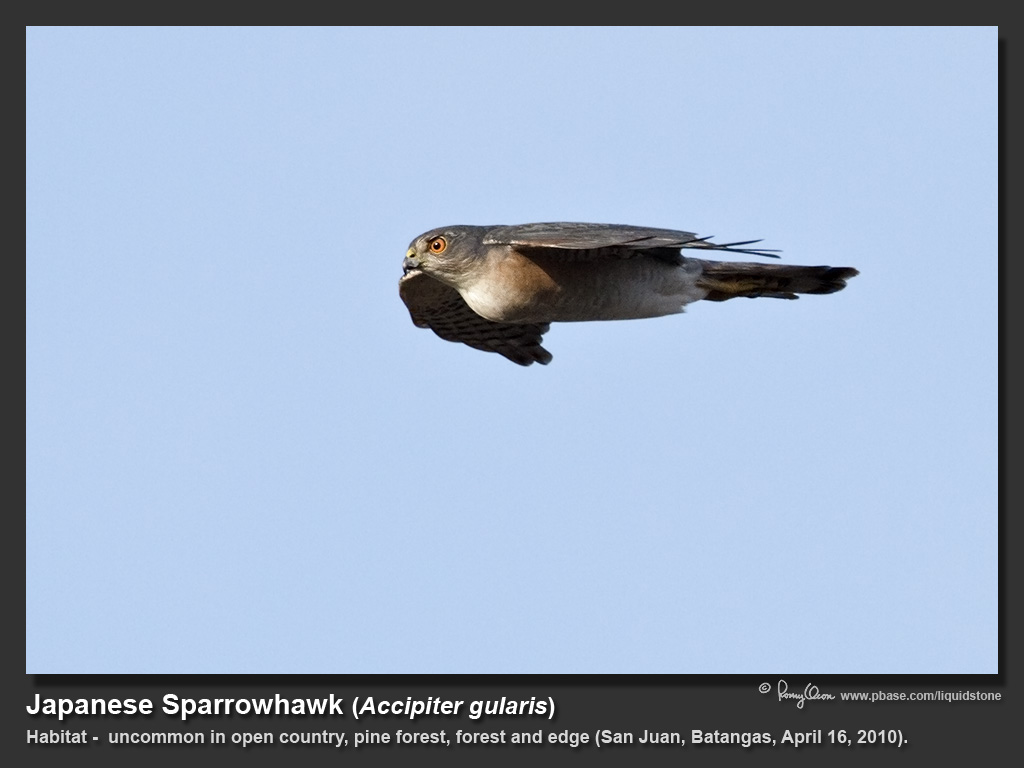 Japanese_Sparrowhawk-IMG_7605
