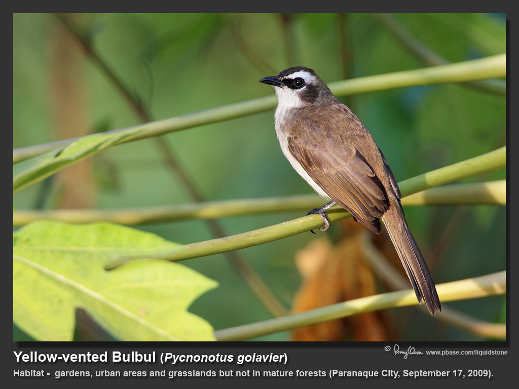 Yellow-vented_Bulbul-IMG_8697.jpg