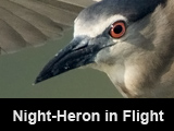 Night-Heron in Flight