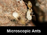 Microscopic Ants (Circa 1.5 mm body length)