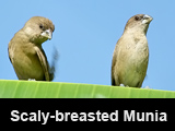 Scaly-breasted-Munia.jpg