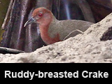 Ruddy-breasted Crake
