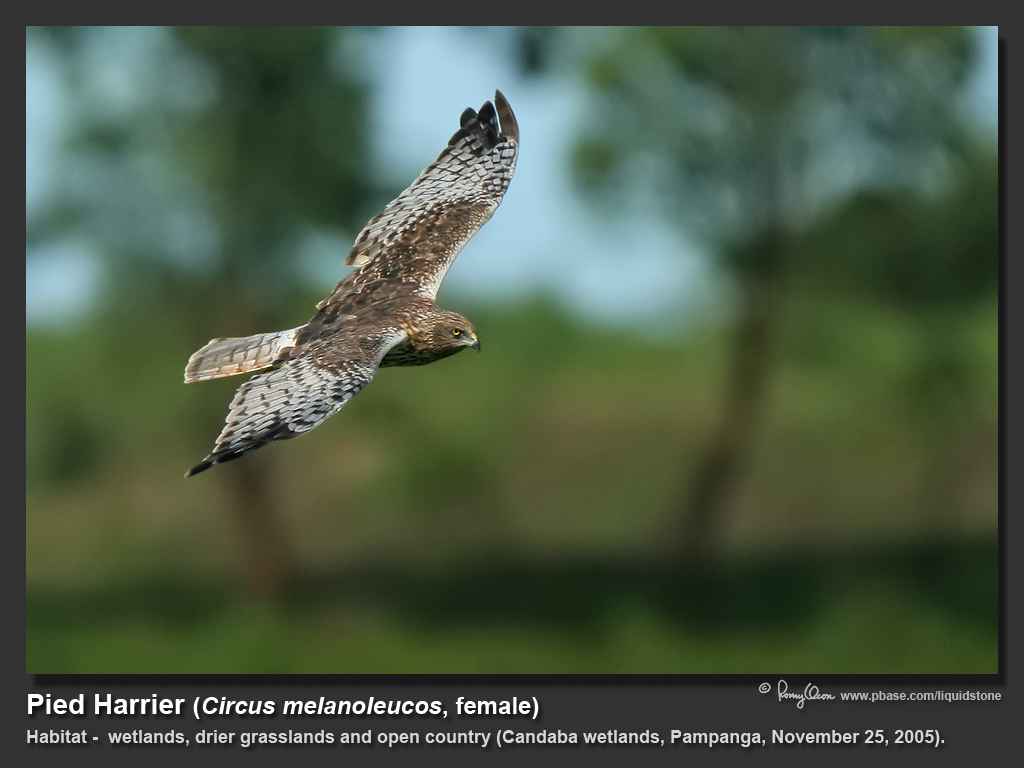 Pied_Harrier-IMG_0664