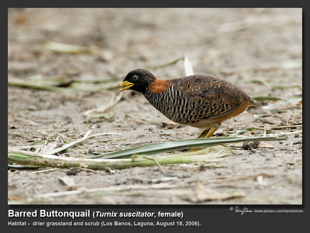 Barred_Buttonquail-IMG_0197.jpg