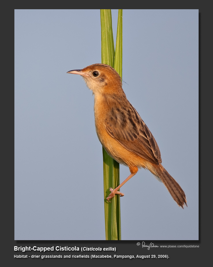 Bright-Capped_Cisticola-IMG_0289