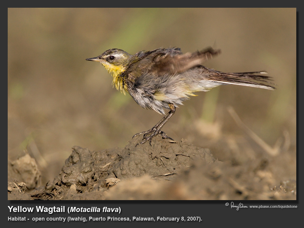 Yellow_Wagtail-IMG_6607