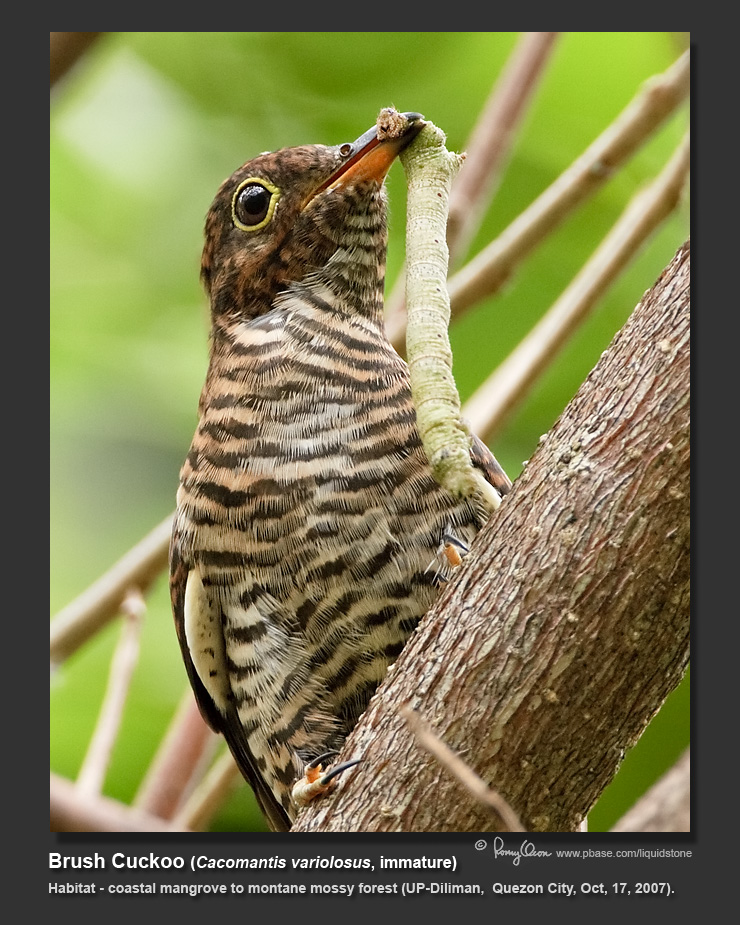 Brush_Cuckoo-IMG_3689