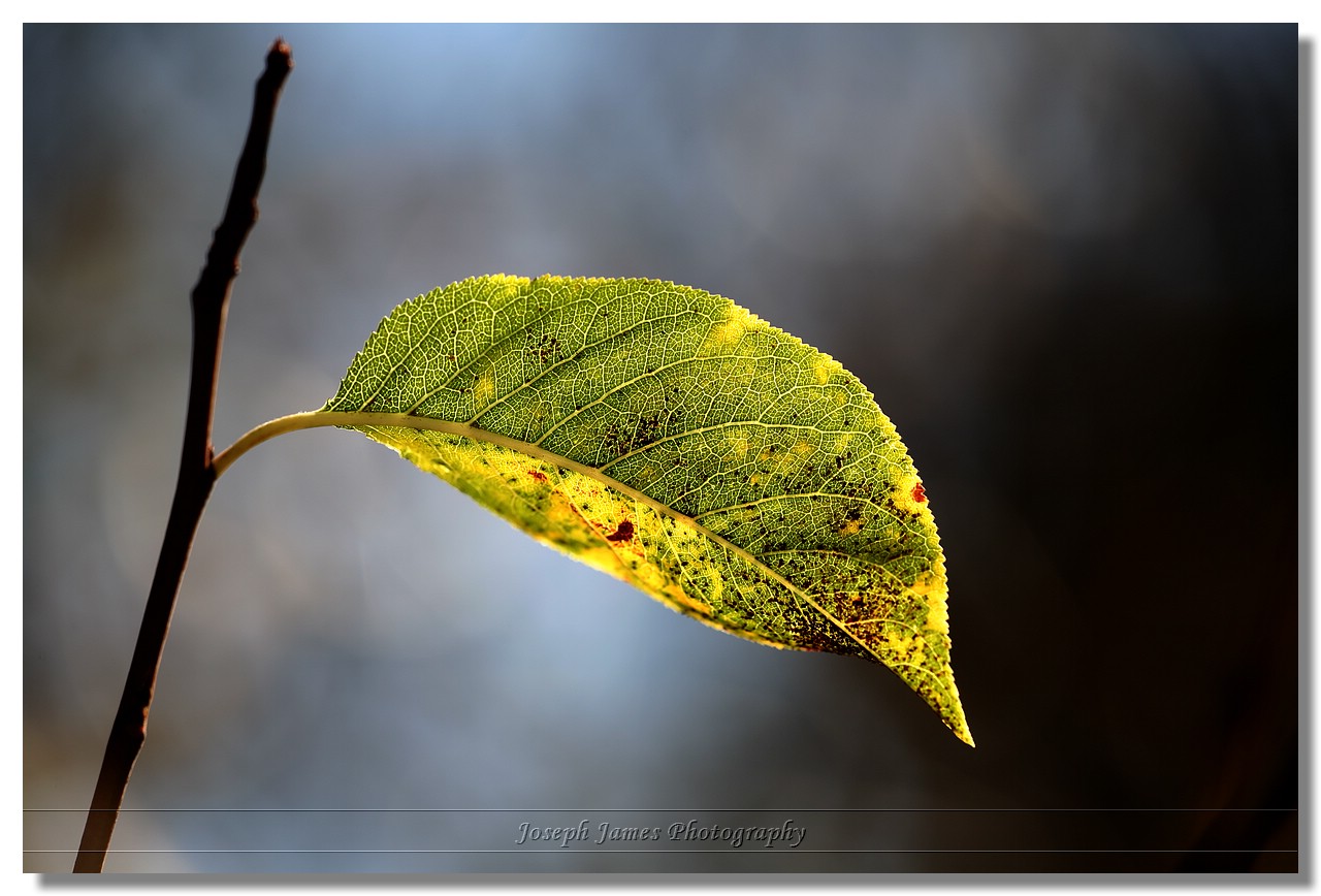20070105 -- 9547.jpg  Canon 5D + Sigma 150mm / 2.8 macro @ f / 5.6, 1/320, ISO 100