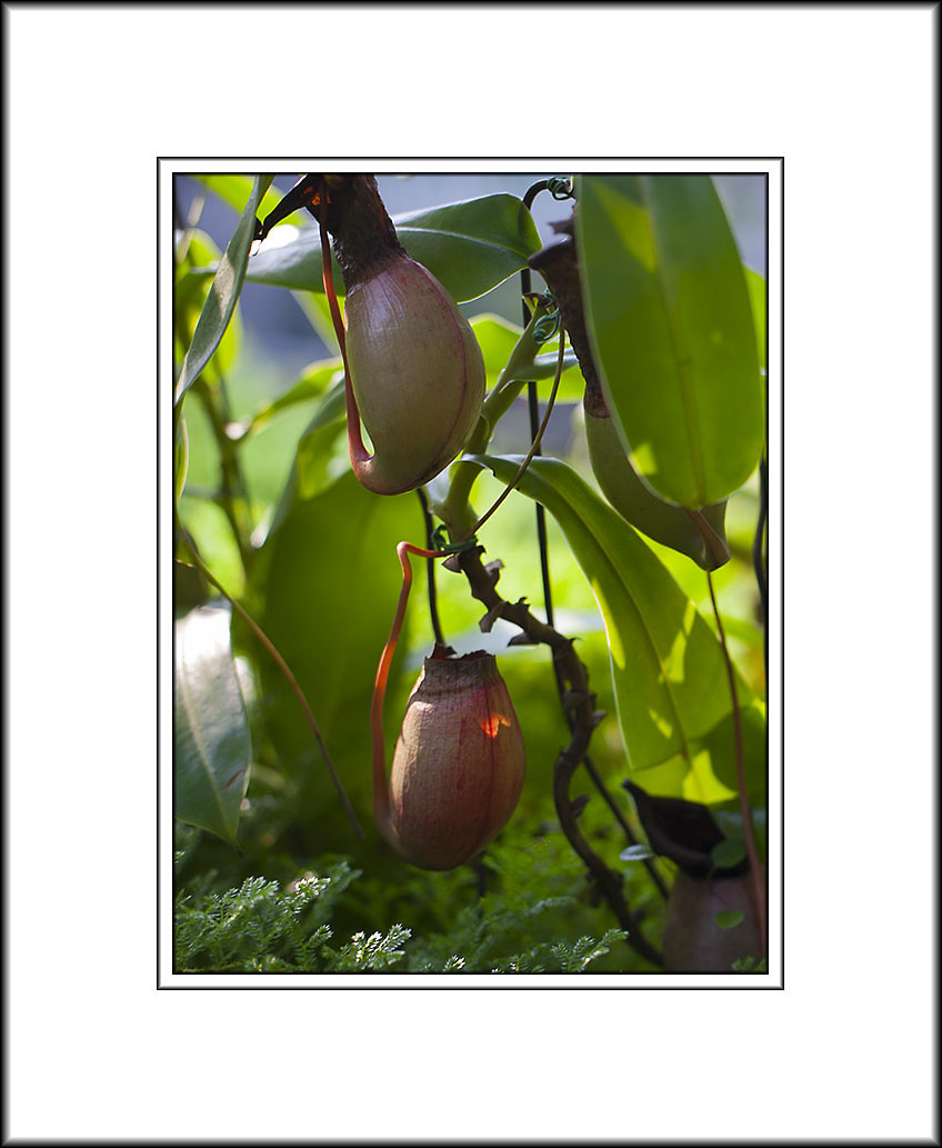 <font size=3><i>Nepenthes (豬籠草)