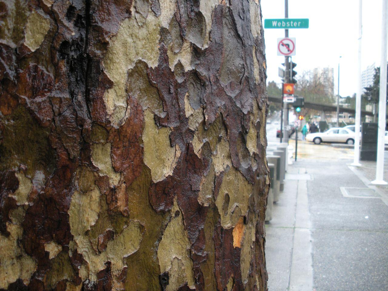 Geary Blvd. Tree