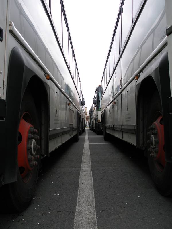 Golden Gate Transit Busses