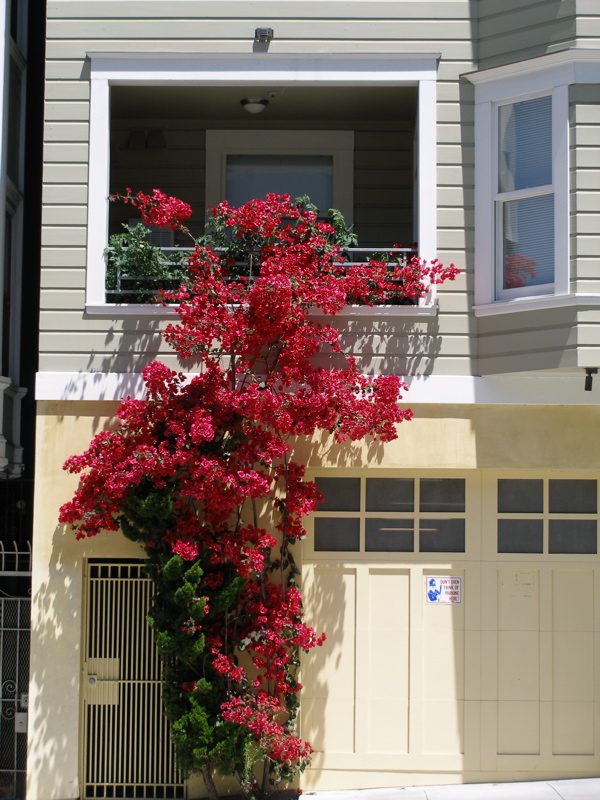 Sacramento Street Bougenvia
