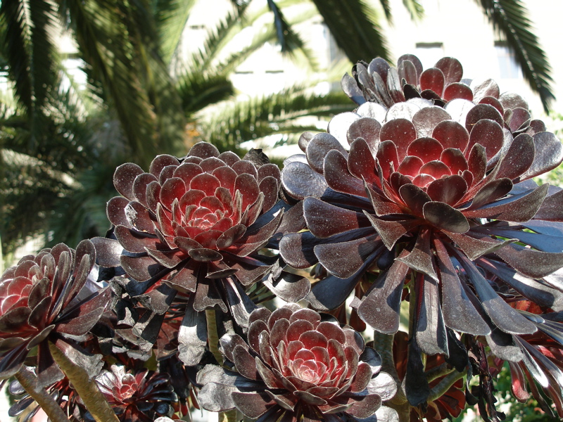 Union Square Succulents