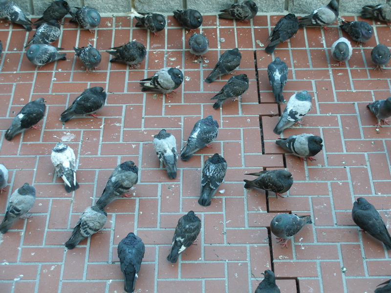 Rats With Wings