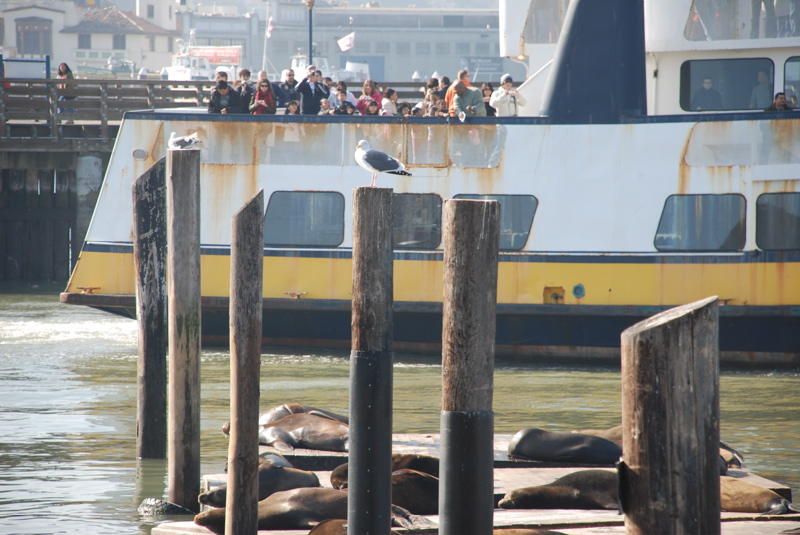 Pier 39 Sea Lions