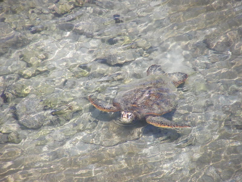 Greeen Sea Turtle