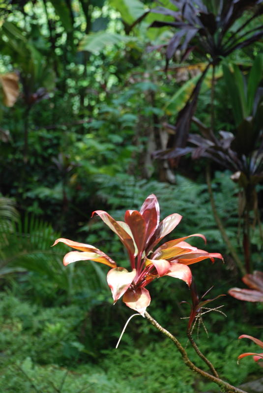 Hawai'i Tropical Botanical Garden