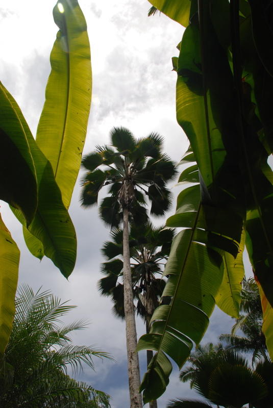 Hawai'i Tropical Botanical Garden