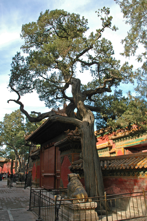 Knarled Tree in Emperors Garden DSC_1536.jpg