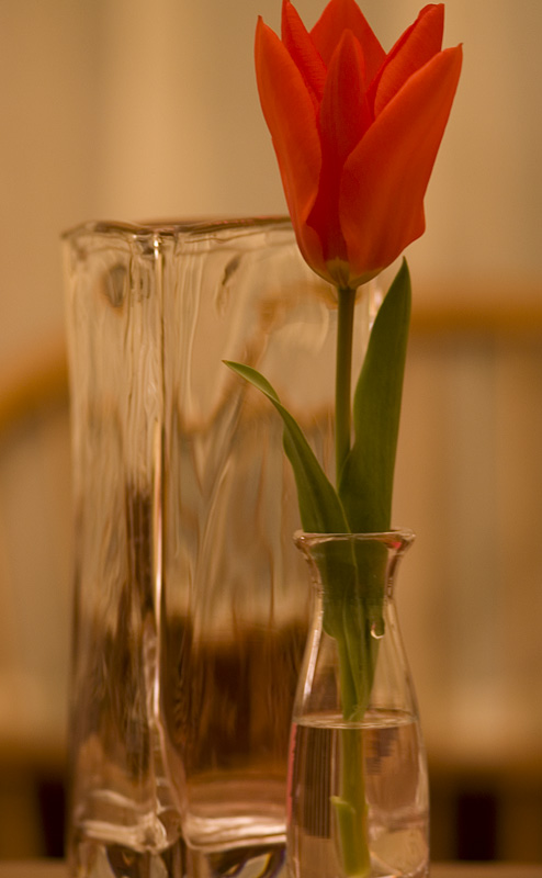 Tulip and Glass<br>April 10, 2006