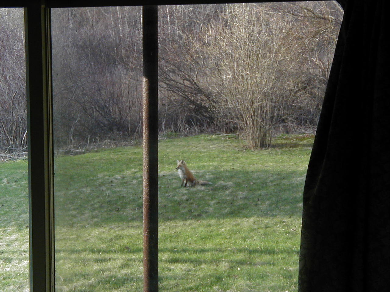 A Fox