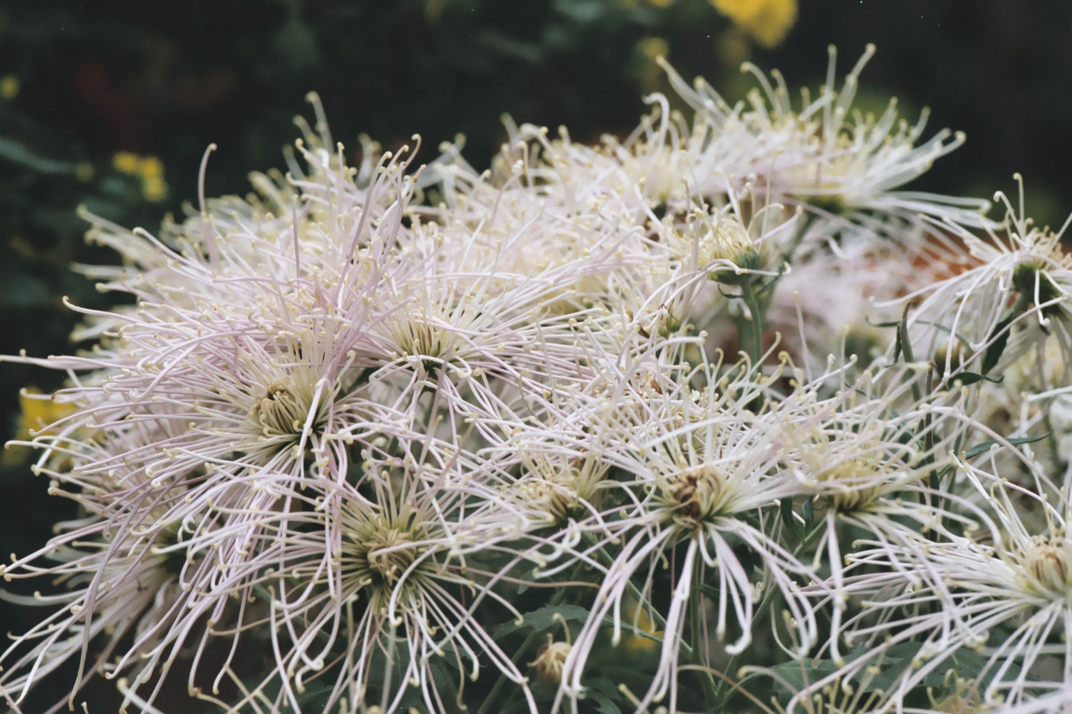 Spider chrysanthemums