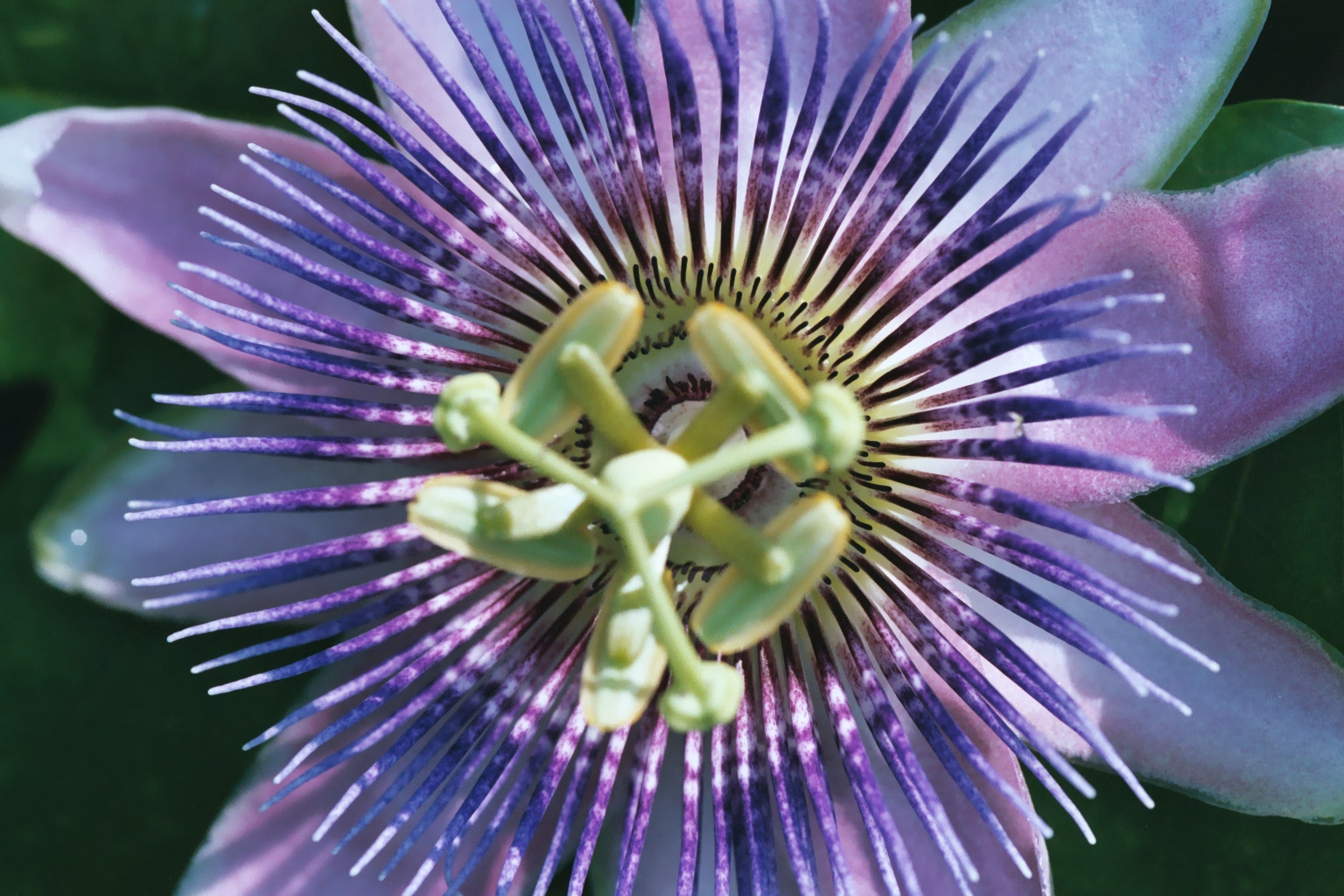 Passion Flower