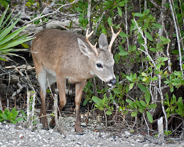 Young Buck Emerging from Brush