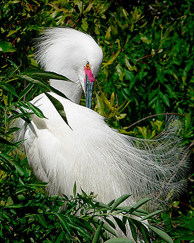 Snowy Egret Preening