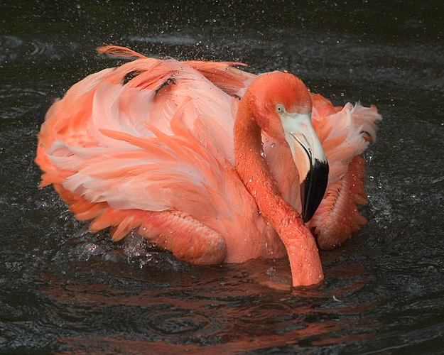 Flamingo Bath